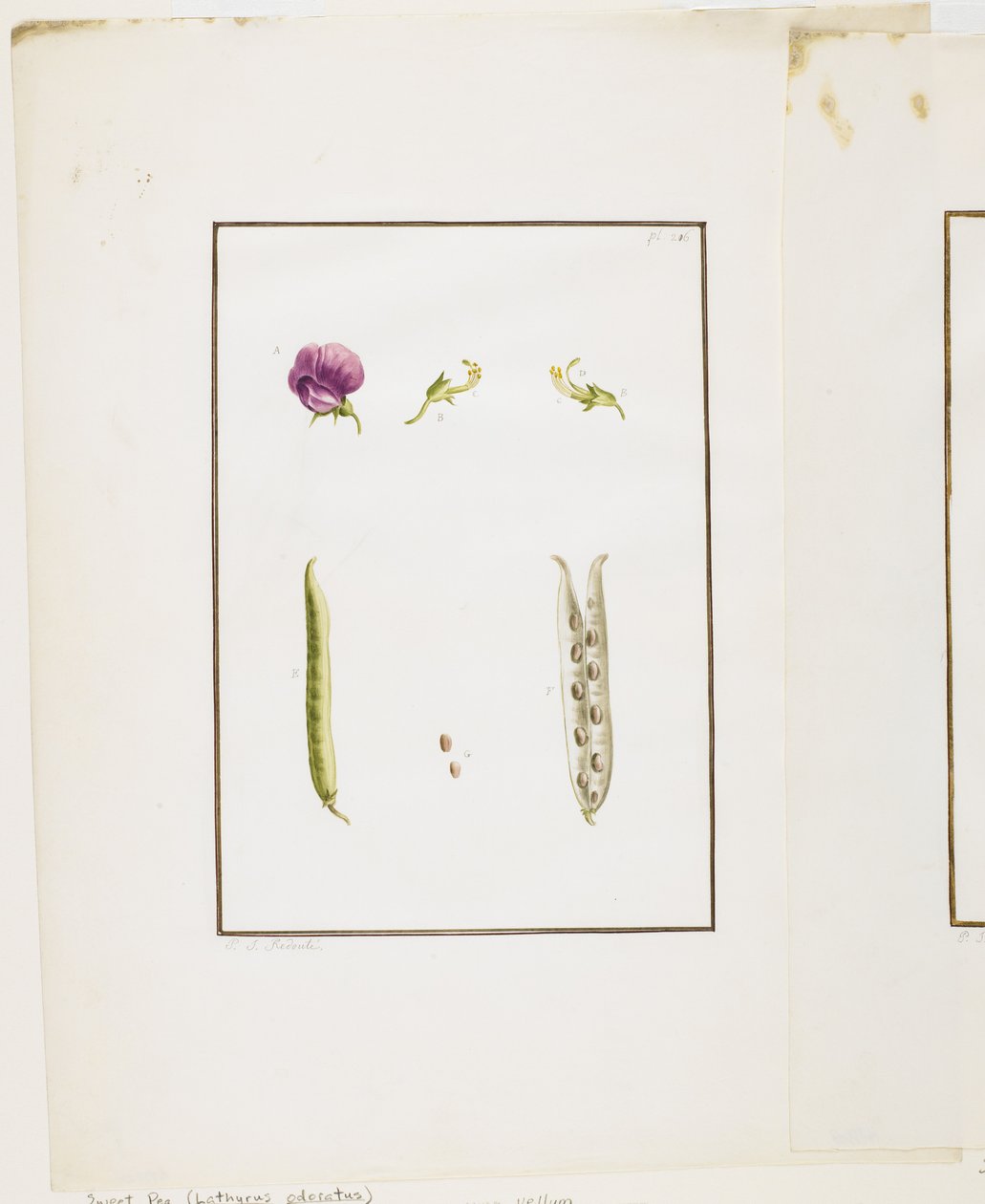 植物解剖：甜豌豆（Lathyrus odoratus），c.1778-90（wc和石墨在纸上） 作者 皮埃尔·约瑟夫·雷杜特