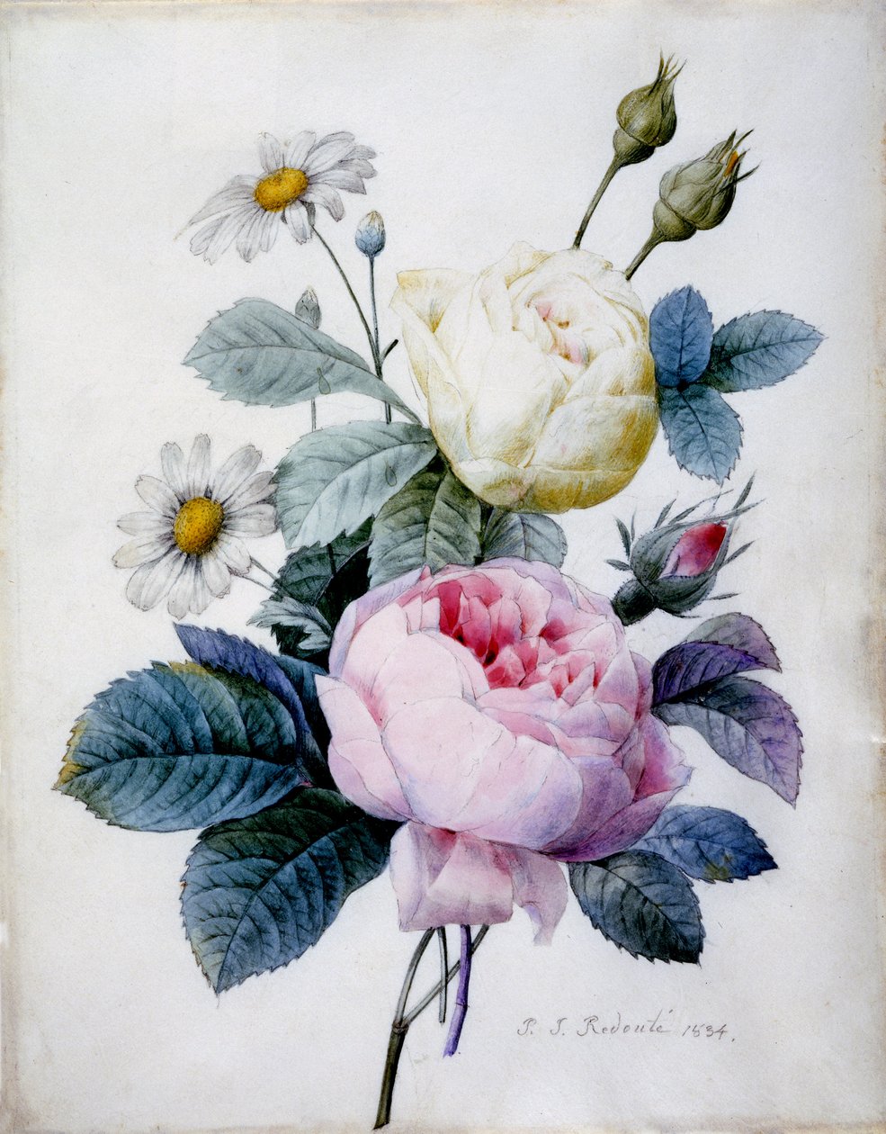 雏菊玫瑰花束，1834年出版（点画雕刻手工彩色） 作者 皮埃尔·约瑟夫·雷杜特
