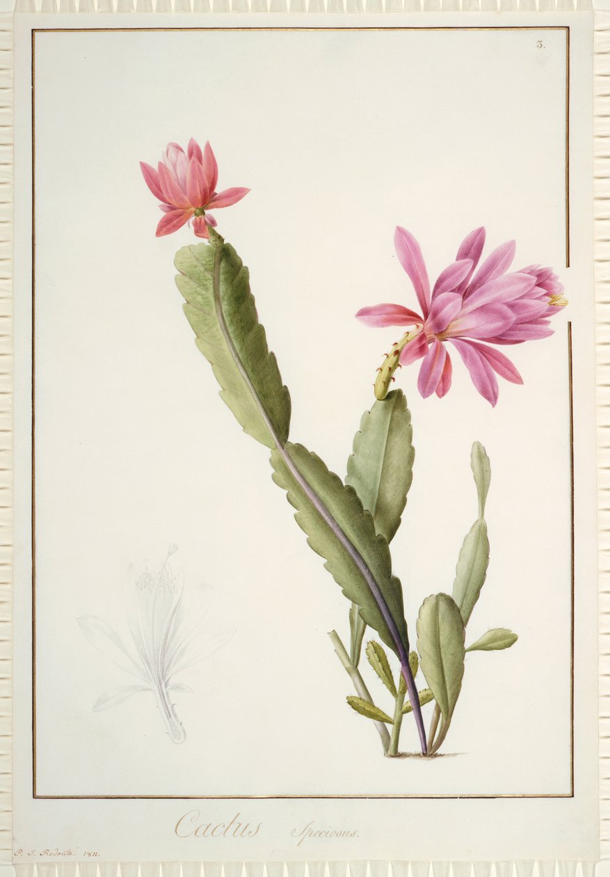 仙人掌Speciosus，1811年（与牛皮纸上的石墨痕迹相同的体色） 作者 皮埃尔·约瑟夫·雷杜特
