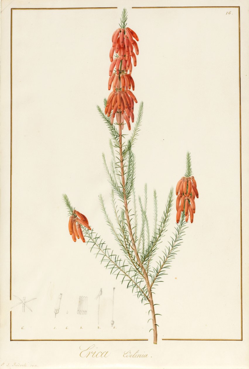埃里卡·埃迪利内（Erica Edilinei），1811年（在牛皮纸上的石墨痕迹上的身体色彩） 作者 皮埃尔·约瑟夫·雷杜特