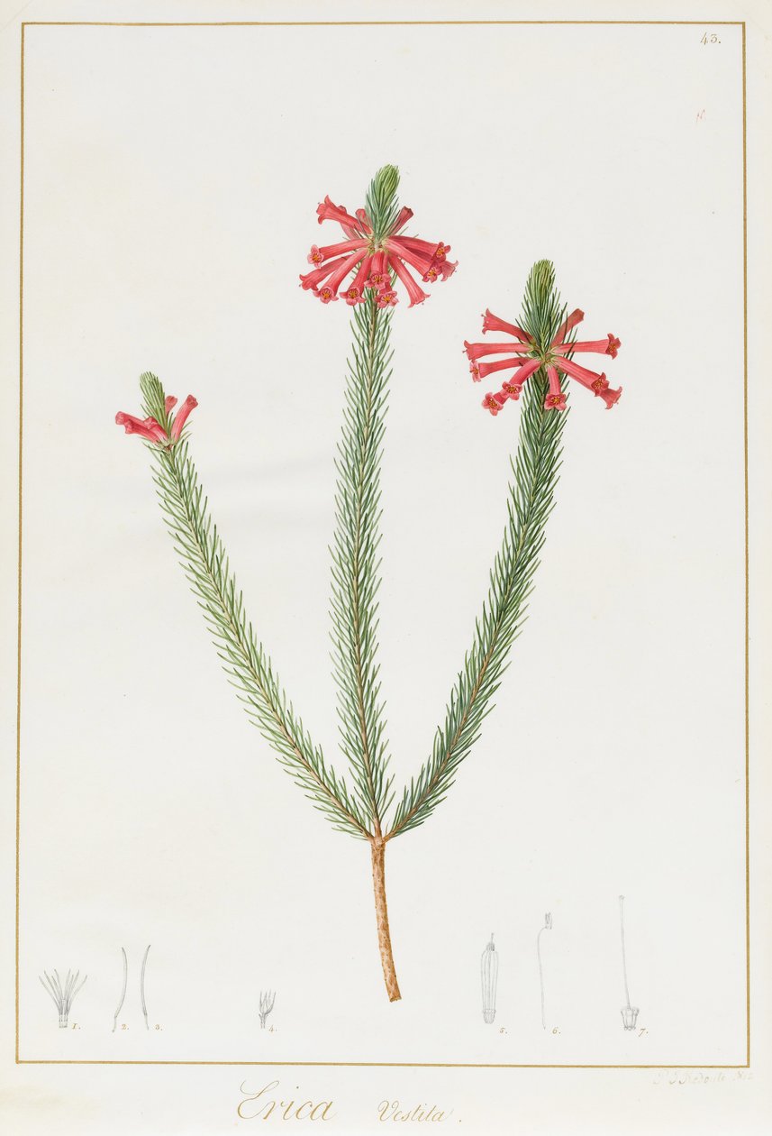 Erica Vestita，1812年（wc和vellum上的石墨上的体色） 作者 皮埃尔·约瑟夫·雷杜特
