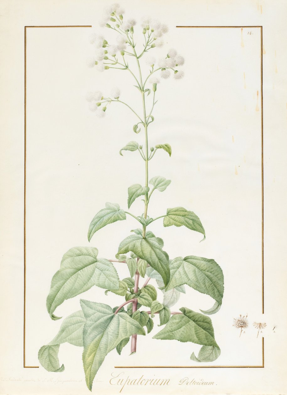 Eupatorium Deltoideum（在牛皮纸上的石墨痕迹上的wc和bodycolour） 作者 皮埃尔·约瑟夫·雷杜特