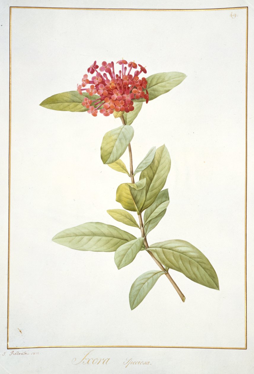 Ixora speciosa，1812年（wc和vellum上的石墨上的体色） 作者 皮埃尔·约瑟夫·雷杜特