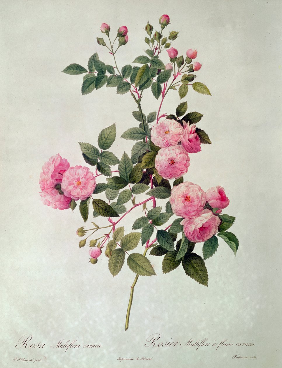 Les Roses de Thory，Rosa Multiflora Carnea（石版画） 作者 皮埃尔·约瑟夫·雷杜特