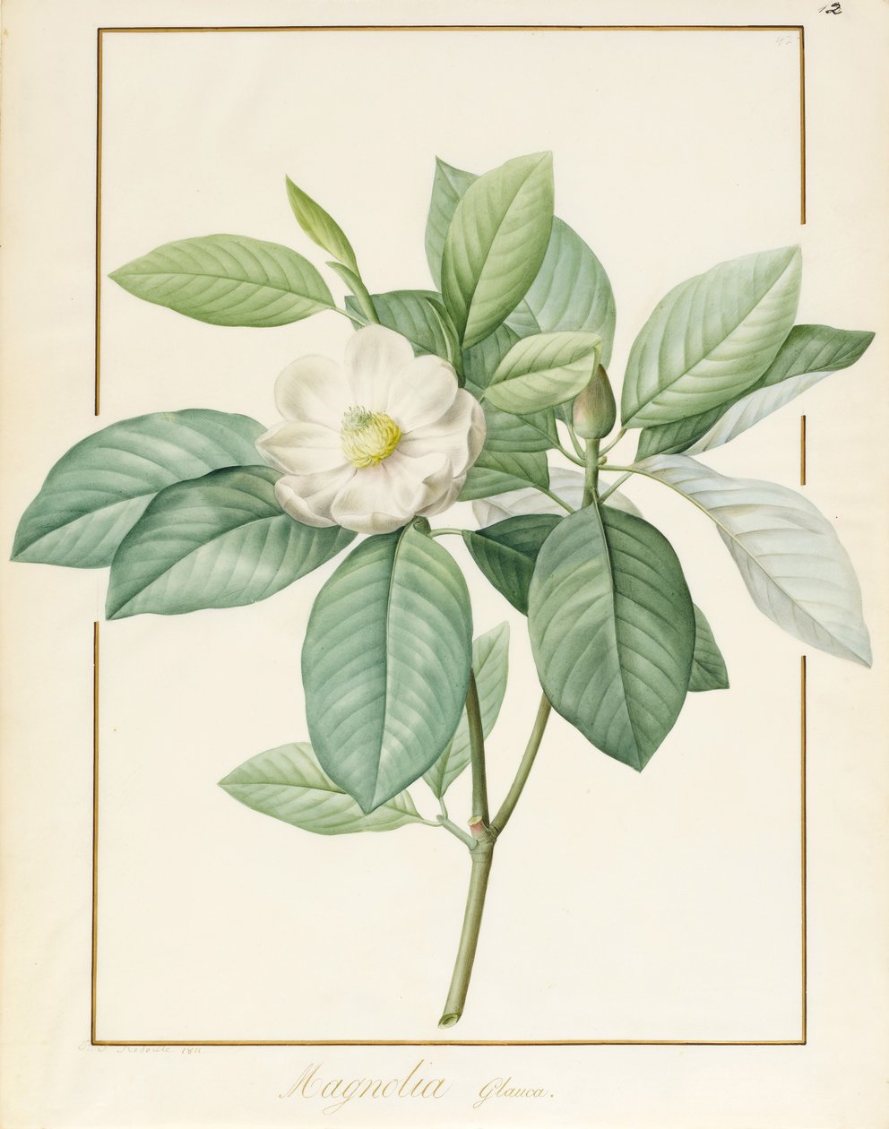 Magnolia Glauca，1811年（wc和vellum上的石墨上的体色） 作者 皮埃尔·约瑟夫·雷杜特