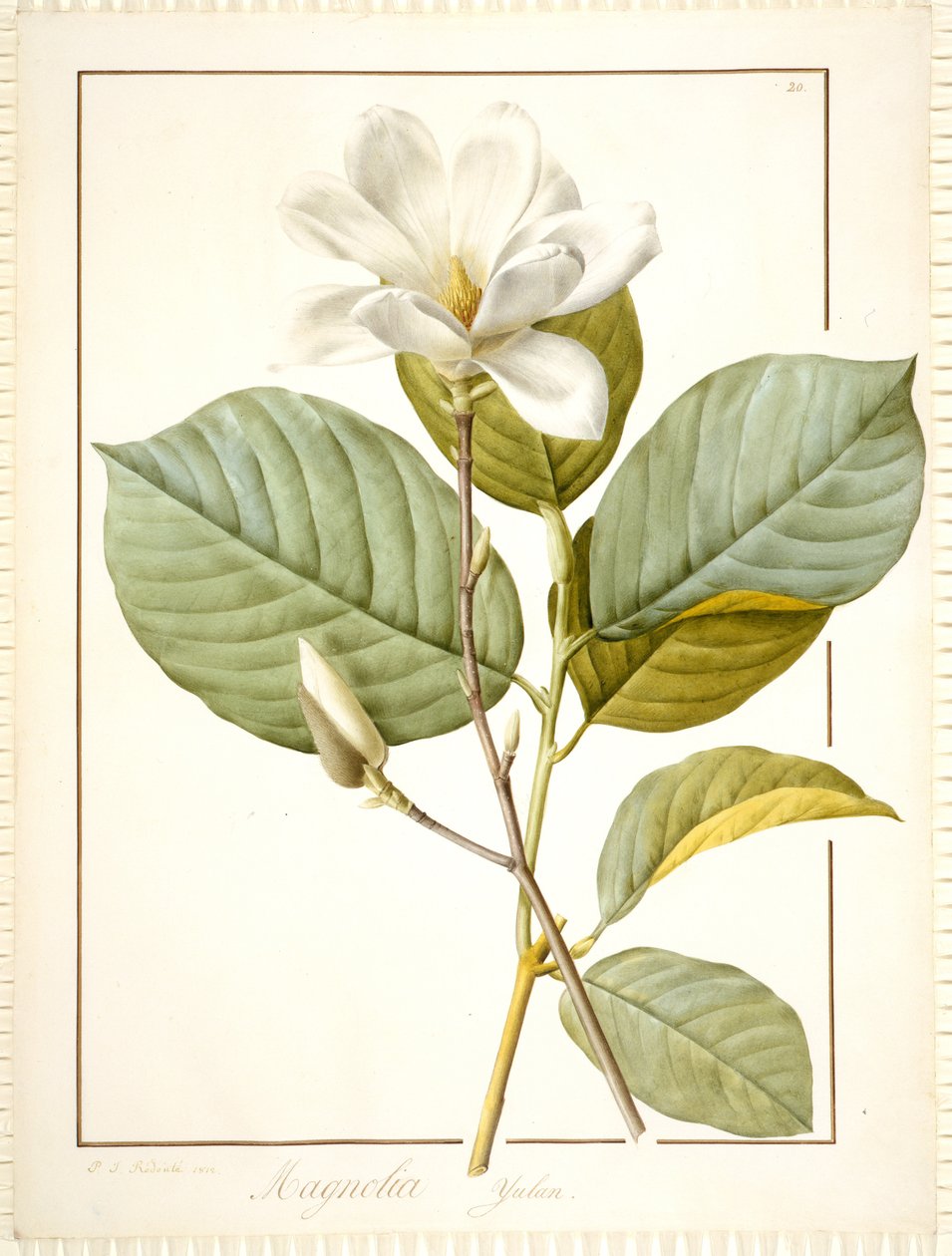 Magnolia Yulan，Magnolia Denudata，1812（在牛皮纸上的石墨痕迹上的体色和体积） 作者 皮埃尔·约瑟夫·雷杜特