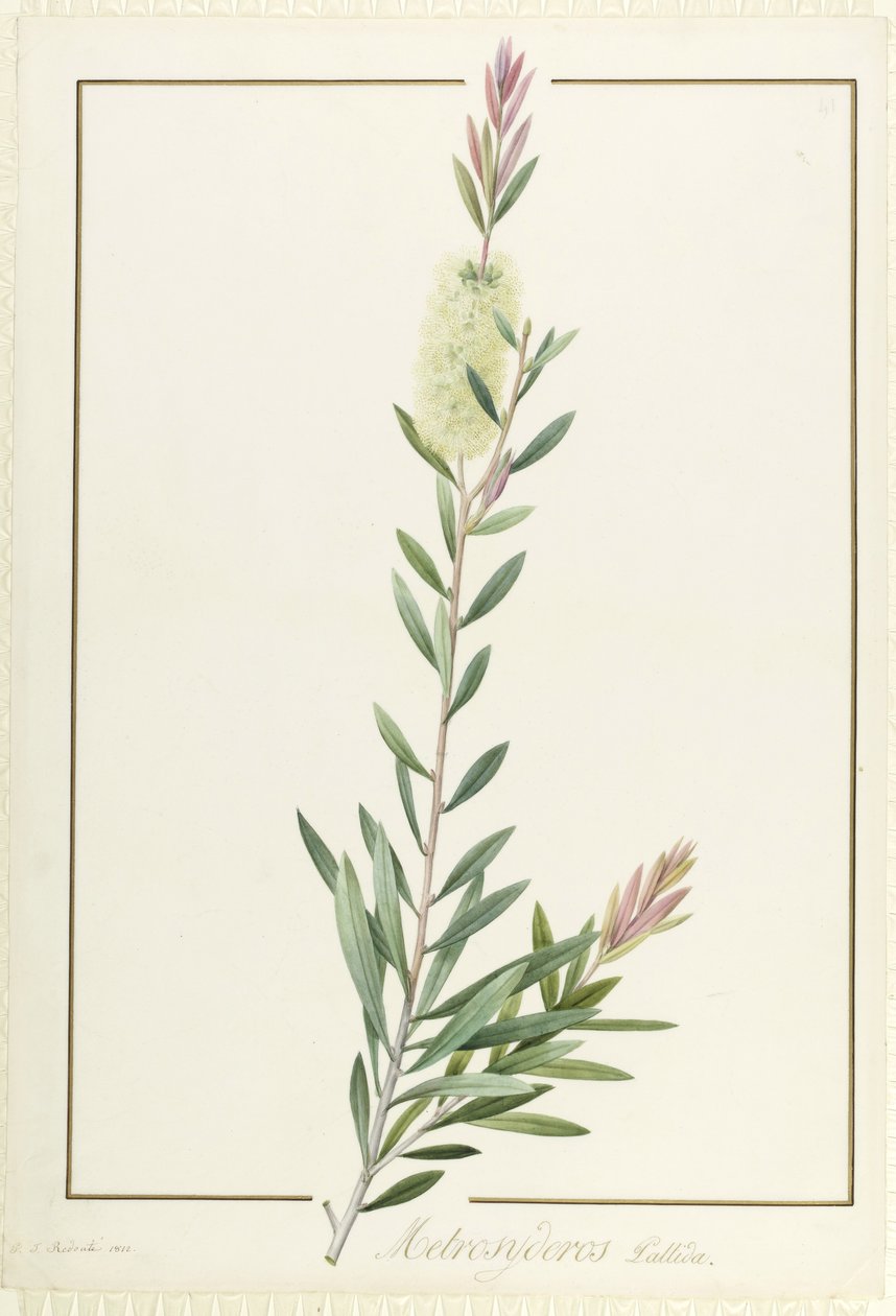 Metrosyderos Pallida，1812年（wc和vellum上的石墨上的体色） 作者 皮埃尔·约瑟夫·雷杜特