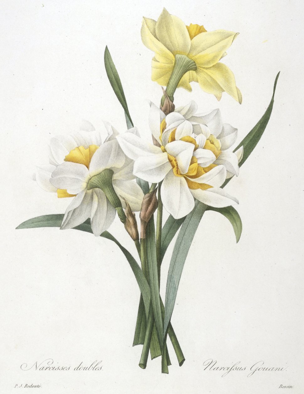 Narcissus gouani（双水仙花），1827年 作者 皮埃尔·约瑟夫·雷杜特
