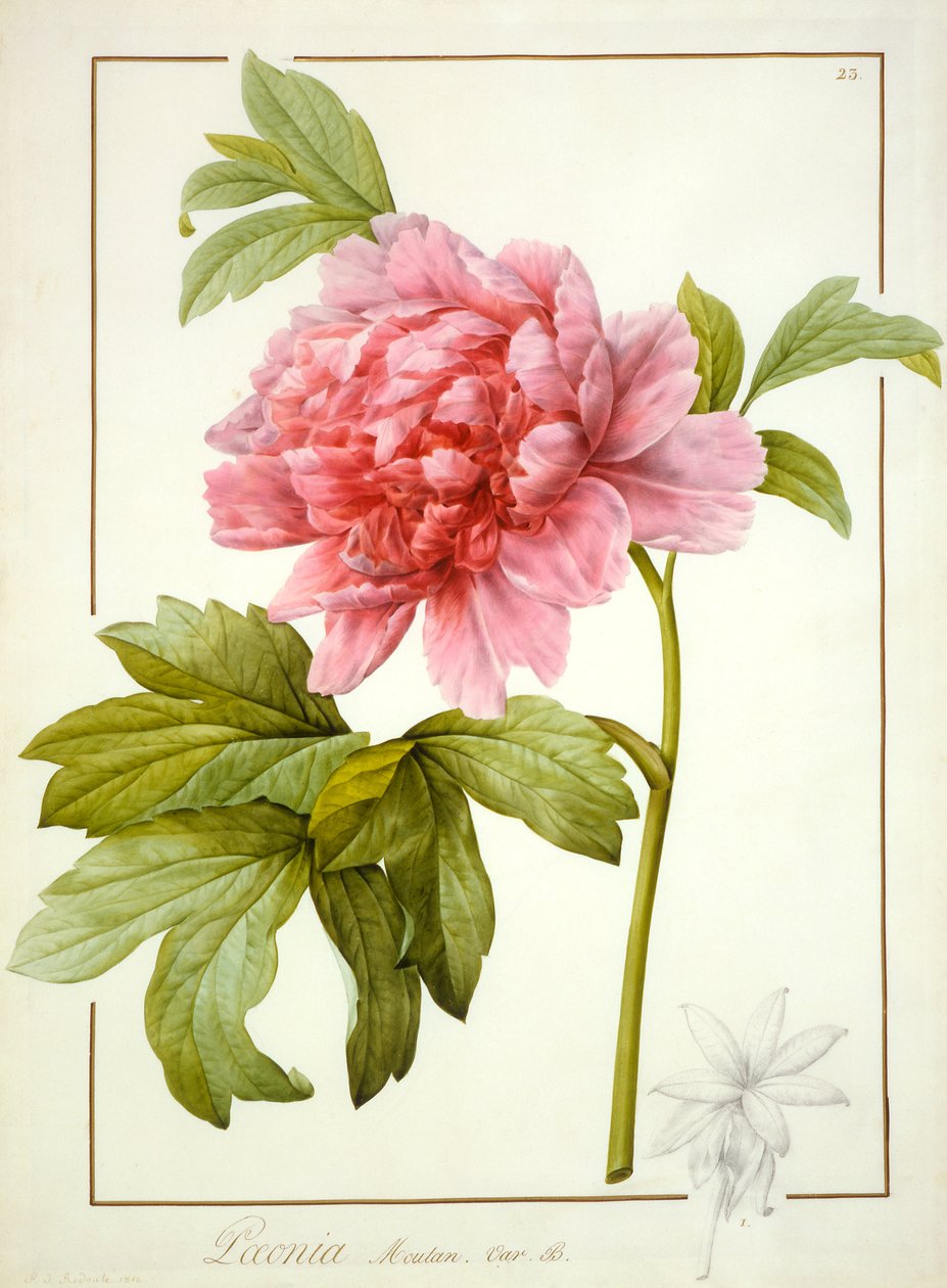Paeonia Suffruticosa，1812年（wc用阿拉伯树胶在羊皮纸上留下石墨痕迹） 作者 皮埃尔·约瑟夫·雷杜特