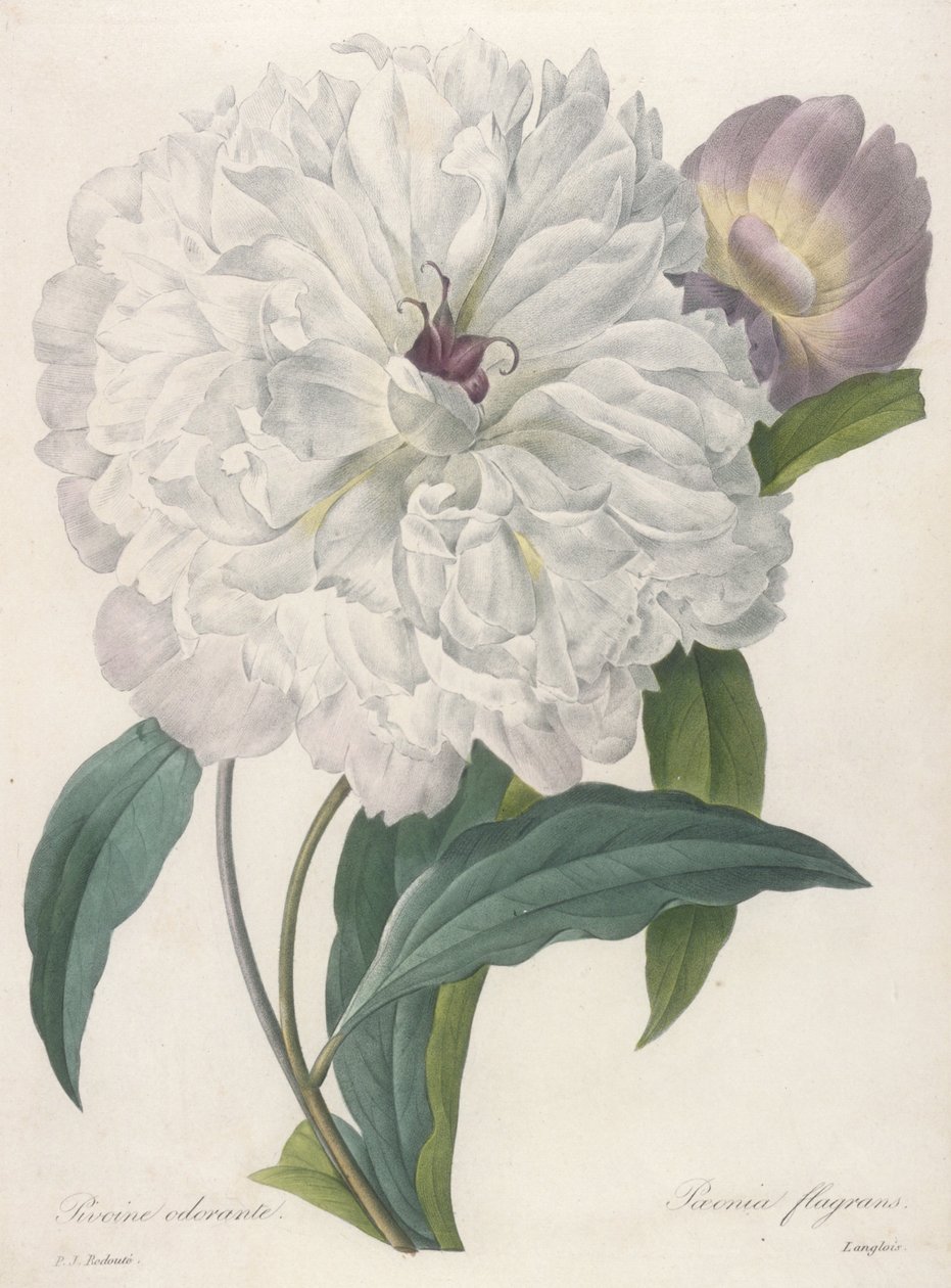 尽管闪烁（牡丹），1827 作者 皮埃尔·约瑟夫·雷杜特