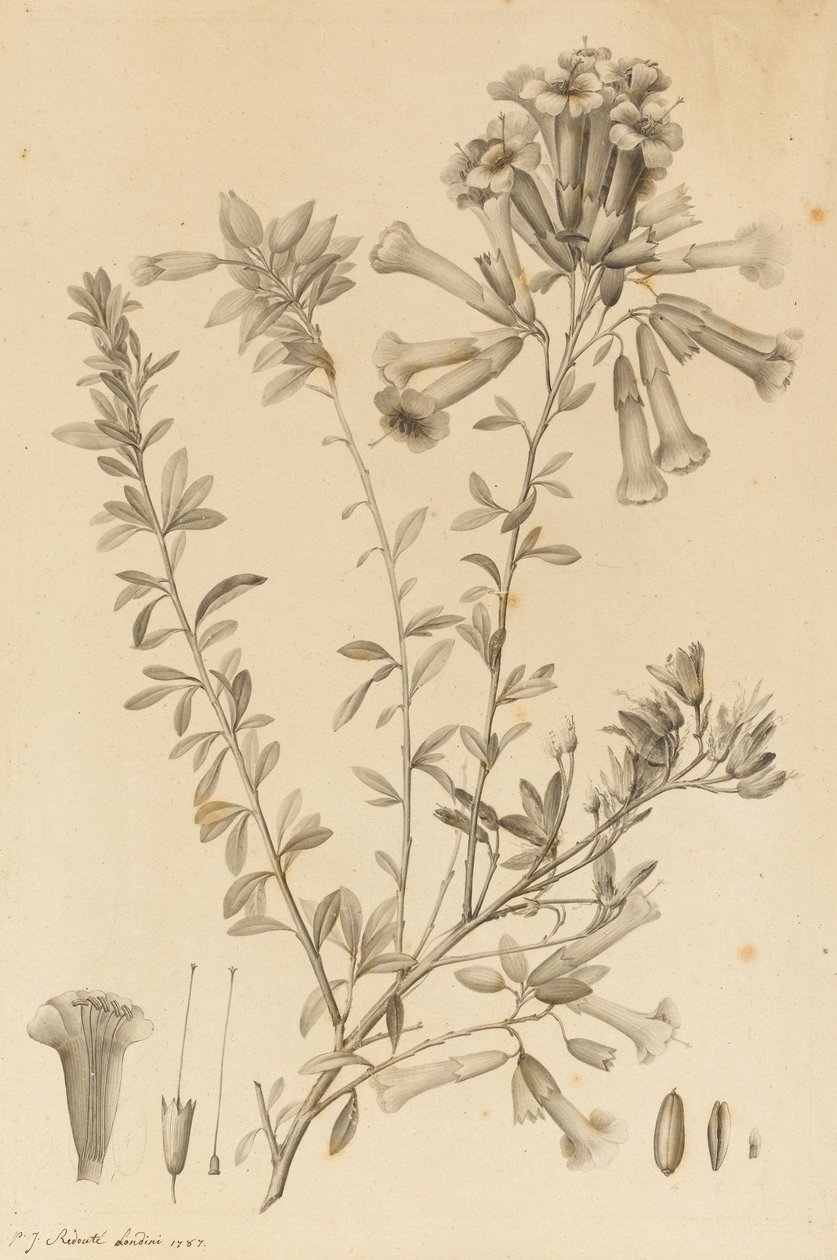 Periphragmos Species，1787（黑色墨水和灰色洗在纸上，卡在坐骑上） 作者 皮埃尔·约瑟夫·雷杜特