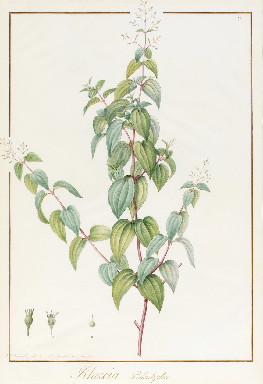 Rhexia Pendulifolia（厕所和身体颜色在痕迹或羊皮纸上的石墨） 作者 皮埃尔·约瑟夫·雷杜特