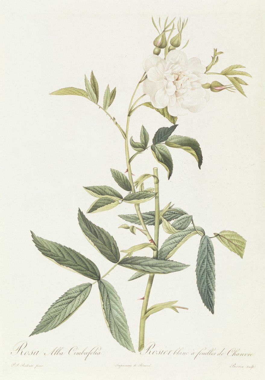 玫瑰Alba Cimbaefolia 作者 皮埃尔·约瑟夫·雷杜特