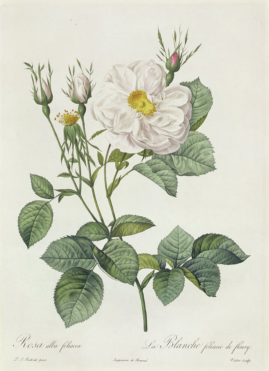 罗莎阿尔巴Foliacea 作者 皮埃尔·约瑟夫·雷杜特