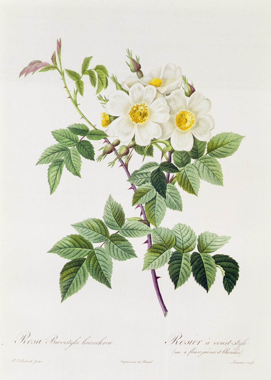 罗莎Brevistyla Leucochroa 作者 皮埃尔·约瑟夫·雷杜特