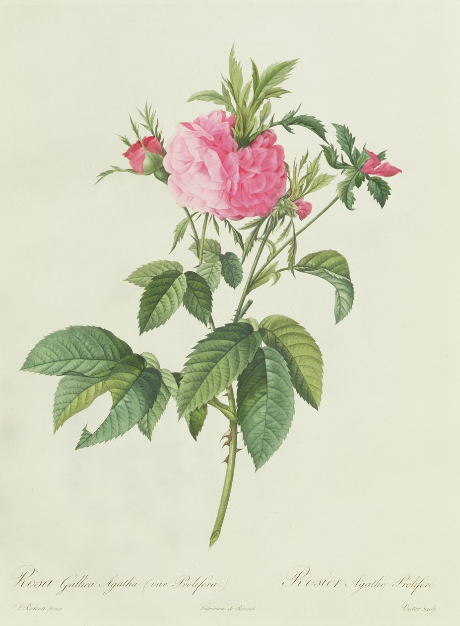 Rosa Gallica Agatha Prolifera 作者 皮埃尔·约瑟夫·雷杜特