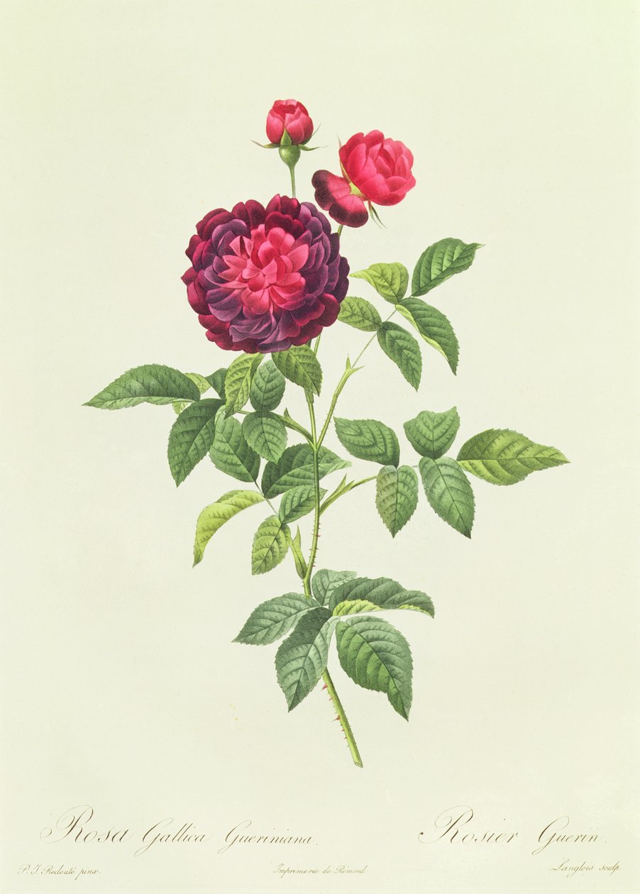 Rosa Gallica Gueriniana 作者 皮埃尔·约瑟夫·雷杜特