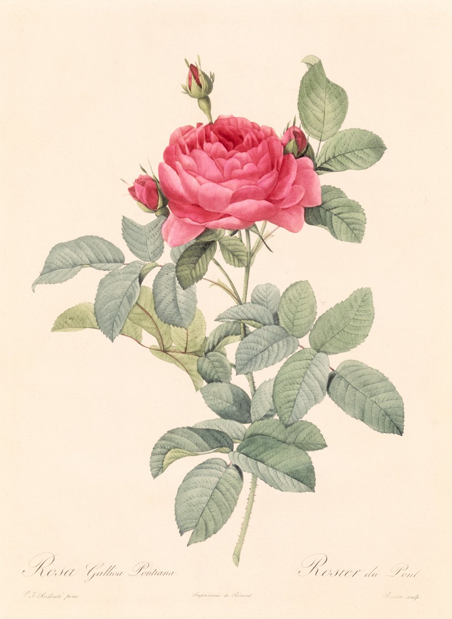 罗莎Gallica Pontiana 作者 皮埃尔·约瑟夫·雷杜特