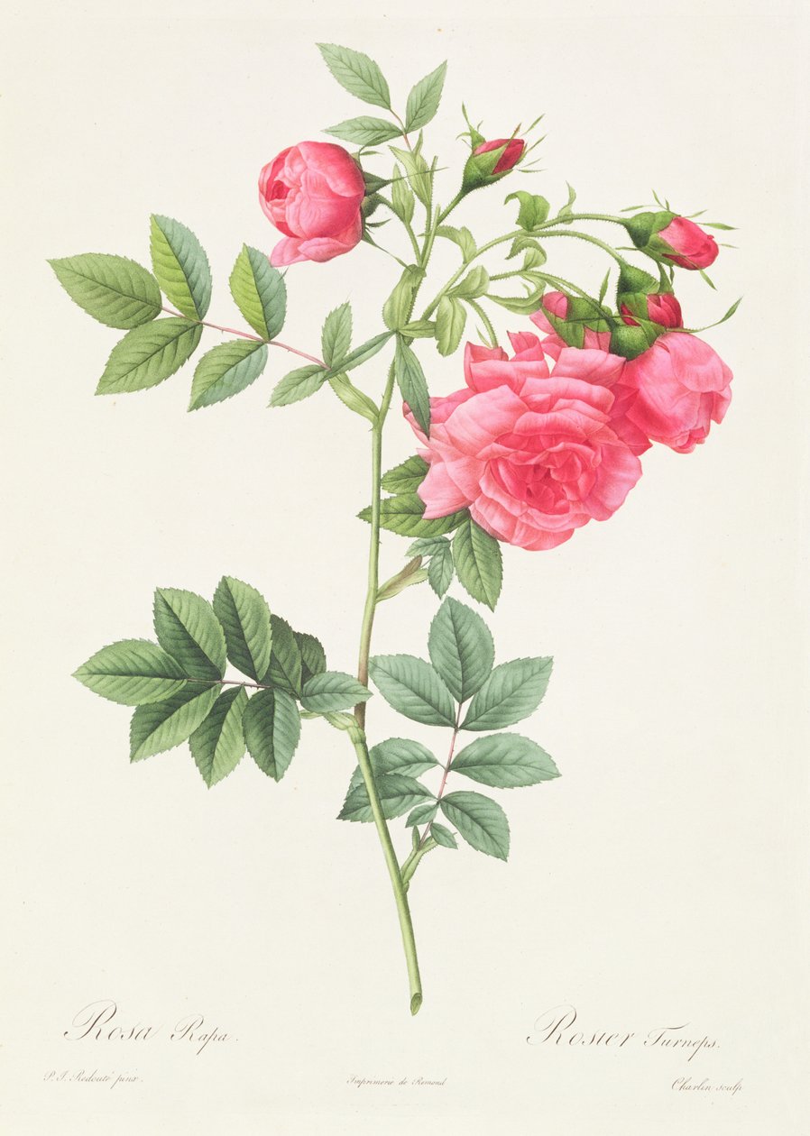 粉红色的Pimpinellifolia Flore杂色 作者 皮埃尔·约瑟夫·雷杜特