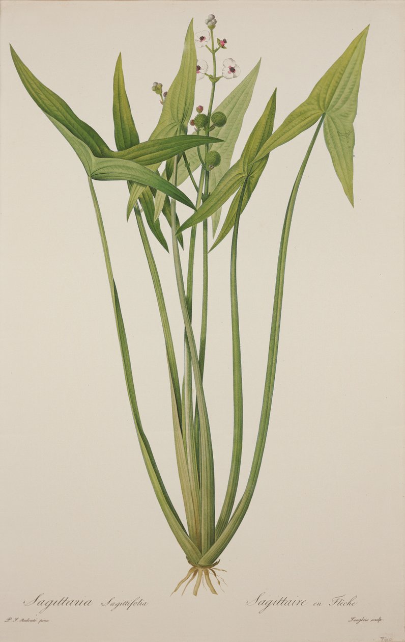 Sagittaria，由Langlois雕刻（手工雕刻） 作者 皮埃尔·约瑟夫·雷杜特