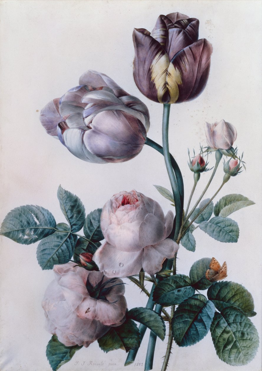 一朵白菜玫瑰，两朵郁金香，一只小玳瑁蝴蝶，黄色草地（水彩画） 作者 皮埃尔·约瑟夫·雷杜特