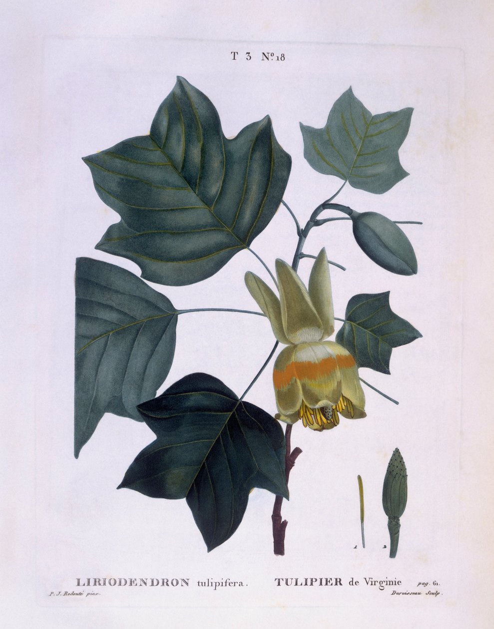 美国郁金香树（Liriodendron tulipifera），亨利-路易斯-杜哈梅尔-杜蒙索，皮埃尔-约瑟夫-雷杜特的植物图版 作者 皮埃尔·约瑟夫·雷杜特