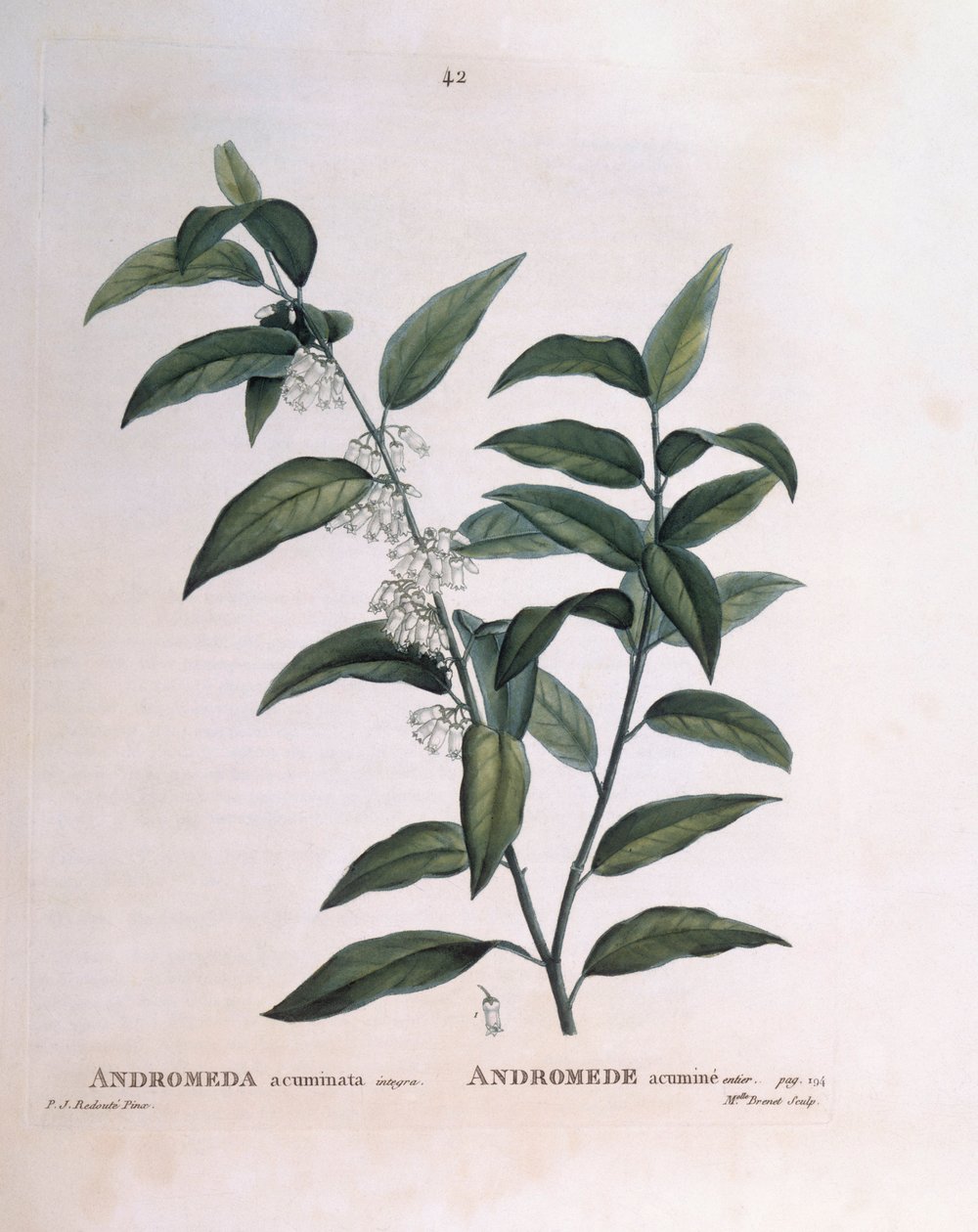 Andromeda acuminata Henry Louis Duhamel du Monceau，Pierre Joseph Redouté的植物图版。 作者 皮埃尔·约瑟夫·雷杜特