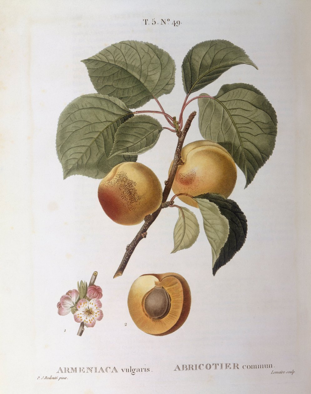 杏（Armeniaca vulgaris或Prunus armeniaca），Henry Louis Duhamel du Monceau，Pierre Joseph Redouté的植物图版。 作者 皮埃尔·约瑟夫·雷杜特