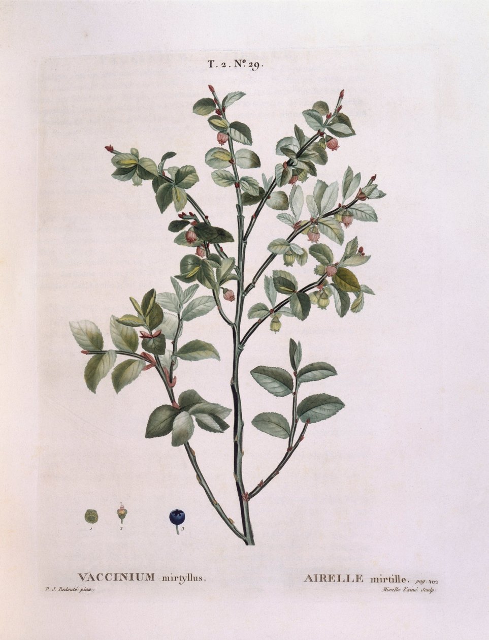 山桑子（Vaccinium myrtillus），Henry Louis Duhamel du Monceau，Pierre Joseph Redouté的植物图版。 作者 皮埃尔·约瑟夫·雷杜特