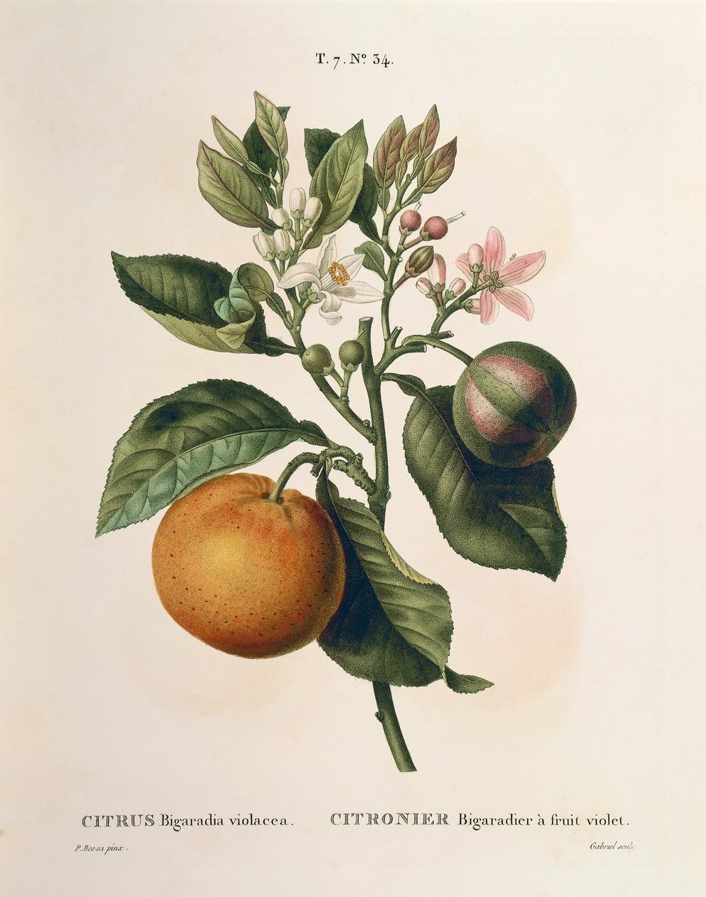 皮埃尔-约瑟夫-雷杜特（1759-1840）的苦橙（Citrus aurantium）与紫罗兰果实。 作者 皮埃尔·约瑟夫·雷杜特