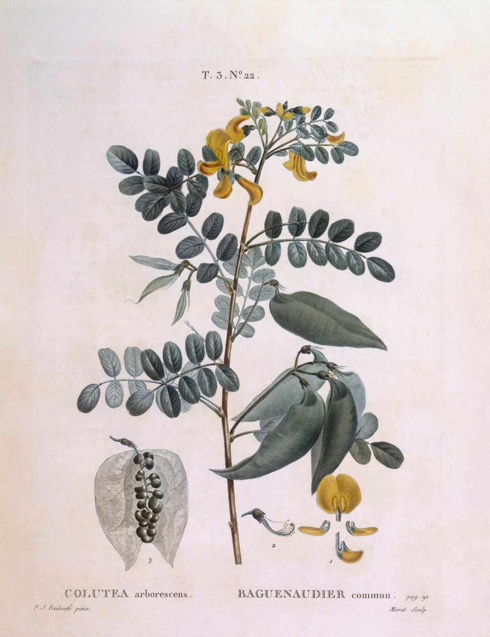 膀胱塞纳（Colutea arborescence），亨利-路易斯-杜哈梅尔-杜蒙索，皮埃尔-约瑟夫-雷杜特的植物图版 作者 皮埃尔·约瑟夫·雷杜特