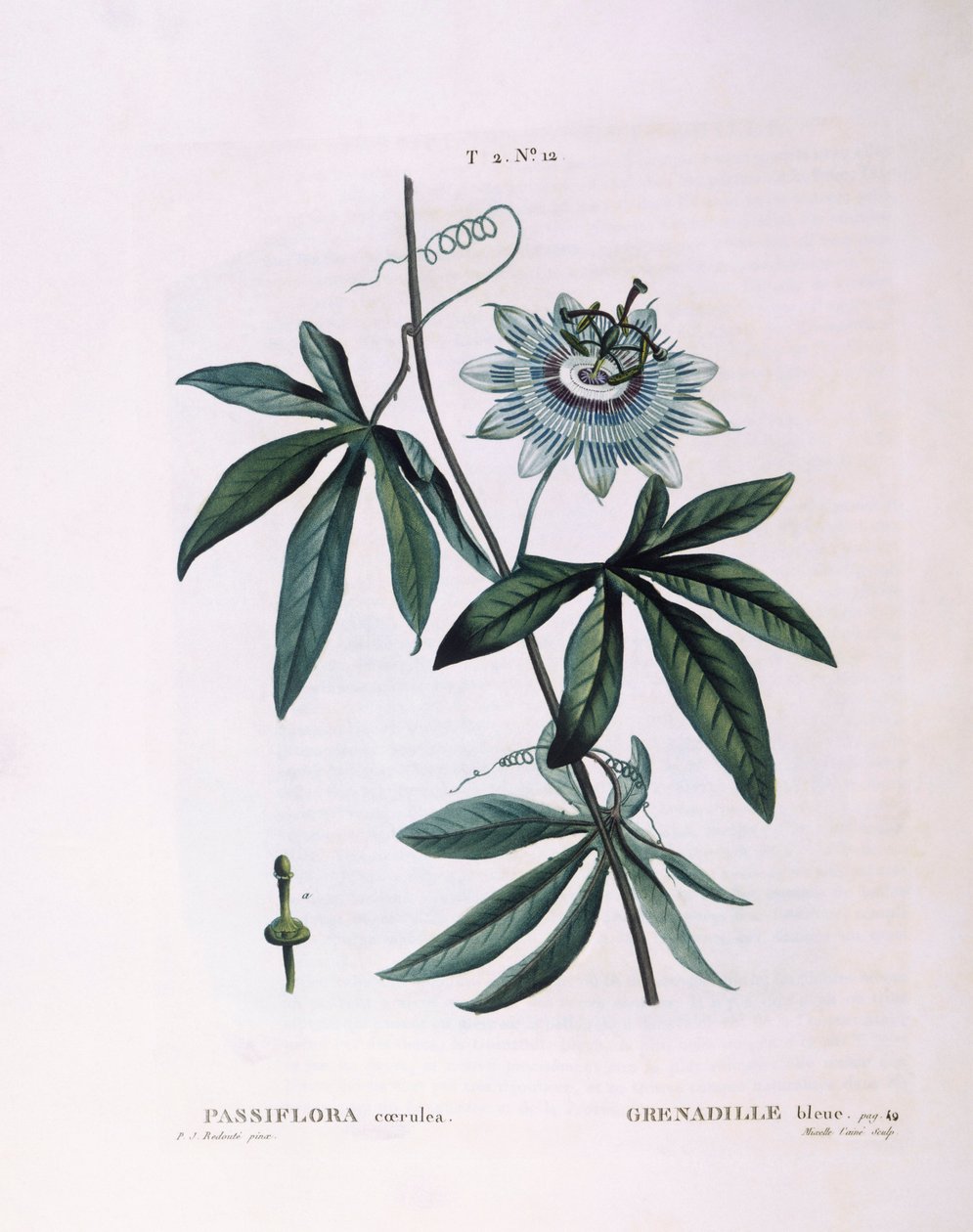 蓝色西番莲（Passiflora caerulea），Henry Louis Duhamel du Monceau，Pierre Joseph Redouté的植物图版。 作者 皮埃尔·约瑟夫·雷杜特