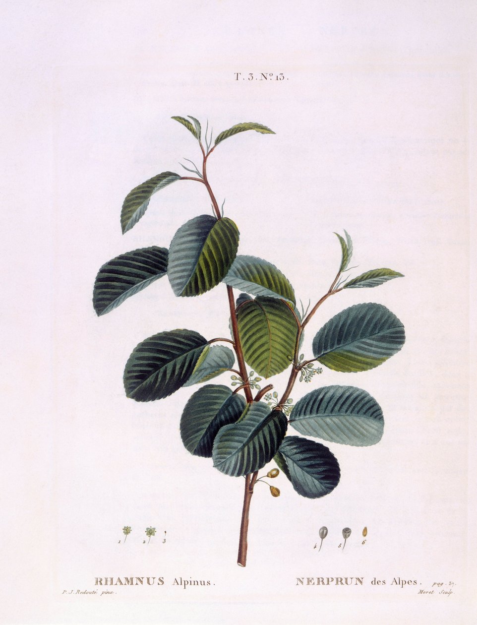 沙棘（Rhamnus alpinus），亨利-路易斯-杜哈梅尔-杜蒙索，皮埃尔-约瑟夫-雷杜特的植物图版 作者 皮埃尔·约瑟夫·雷杜特