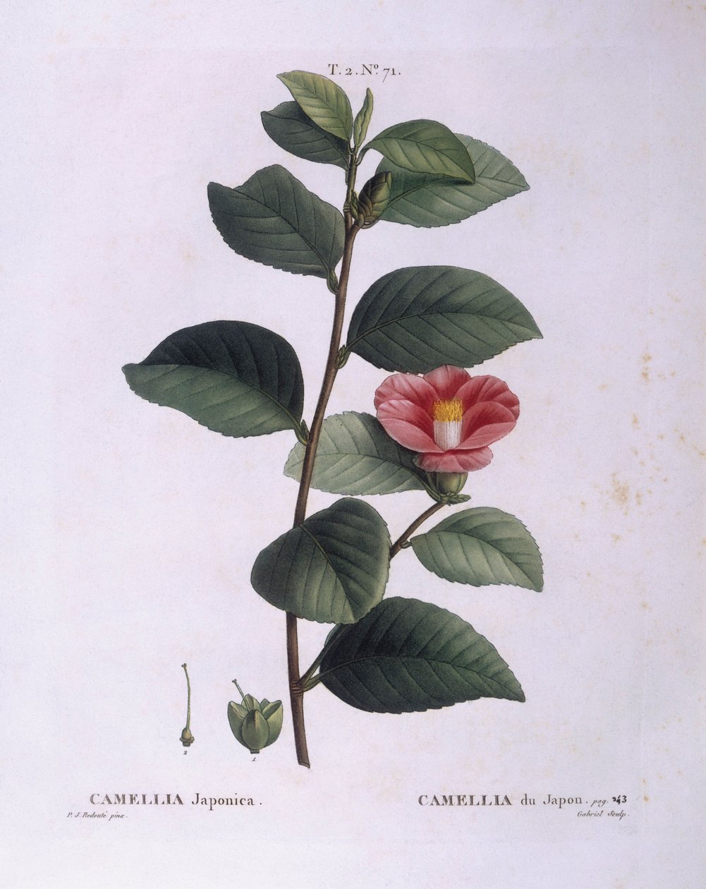 山茶花（Camellia japonica），亨利-路易斯-杜哈梅尔-杜蒙索，皮埃尔-约瑟夫-雷杜特的植物图版 作者 皮埃尔·约瑟夫·雷杜特