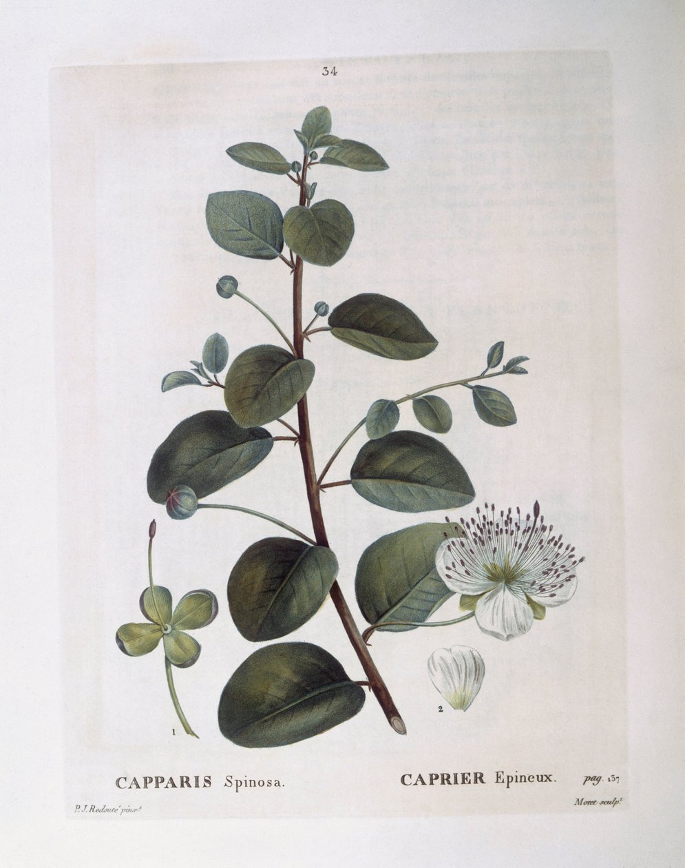 锥子（Capparis spinosa），Henry Louis Duhamel du Monceau，Pierre Joseph Redouté的植物图版。 作者 皮埃尔·约瑟夫·雷杜特