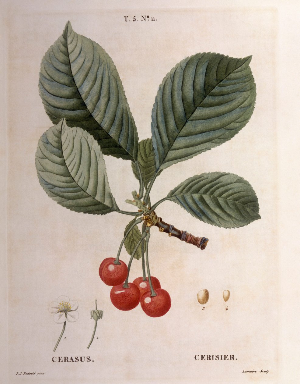 樱桃（Cerasus），Henry Louis Duhamel du Monceau，Pierre Joseph Redouté的植物图版。 作者 皮埃尔·约瑟夫·雷杜特