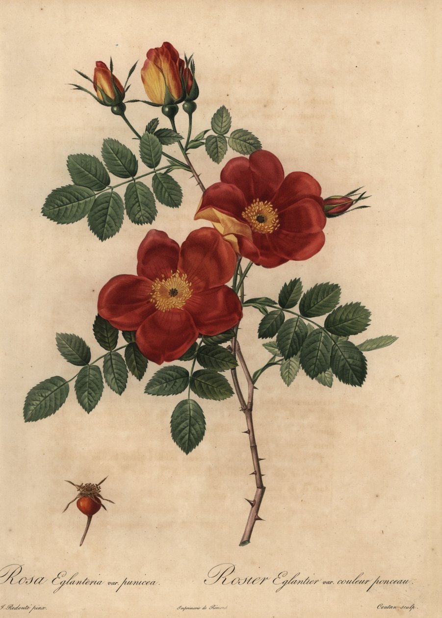 Copper rose, Rosa eglanteria 作者 皮埃尔·约瑟夫·雷杜特