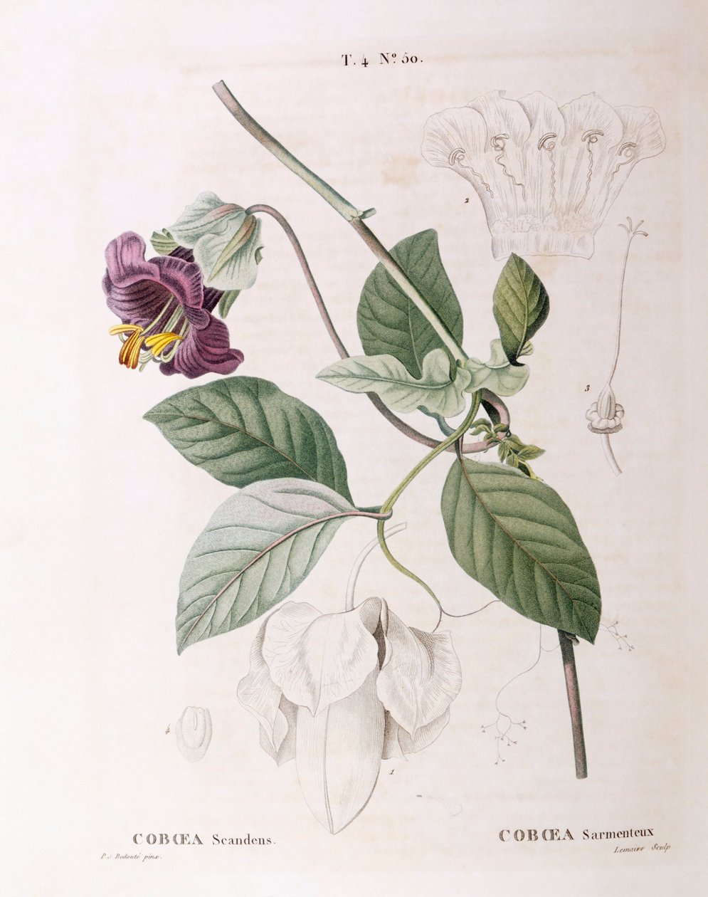 杯子和碟子藤蔓（Cobaea scandens），亨利-路易斯-杜哈梅尔-杜蒙索，皮埃尔-约瑟夫-雷杜特的植物图版 作者 皮埃尔·约瑟夫·雷杜特