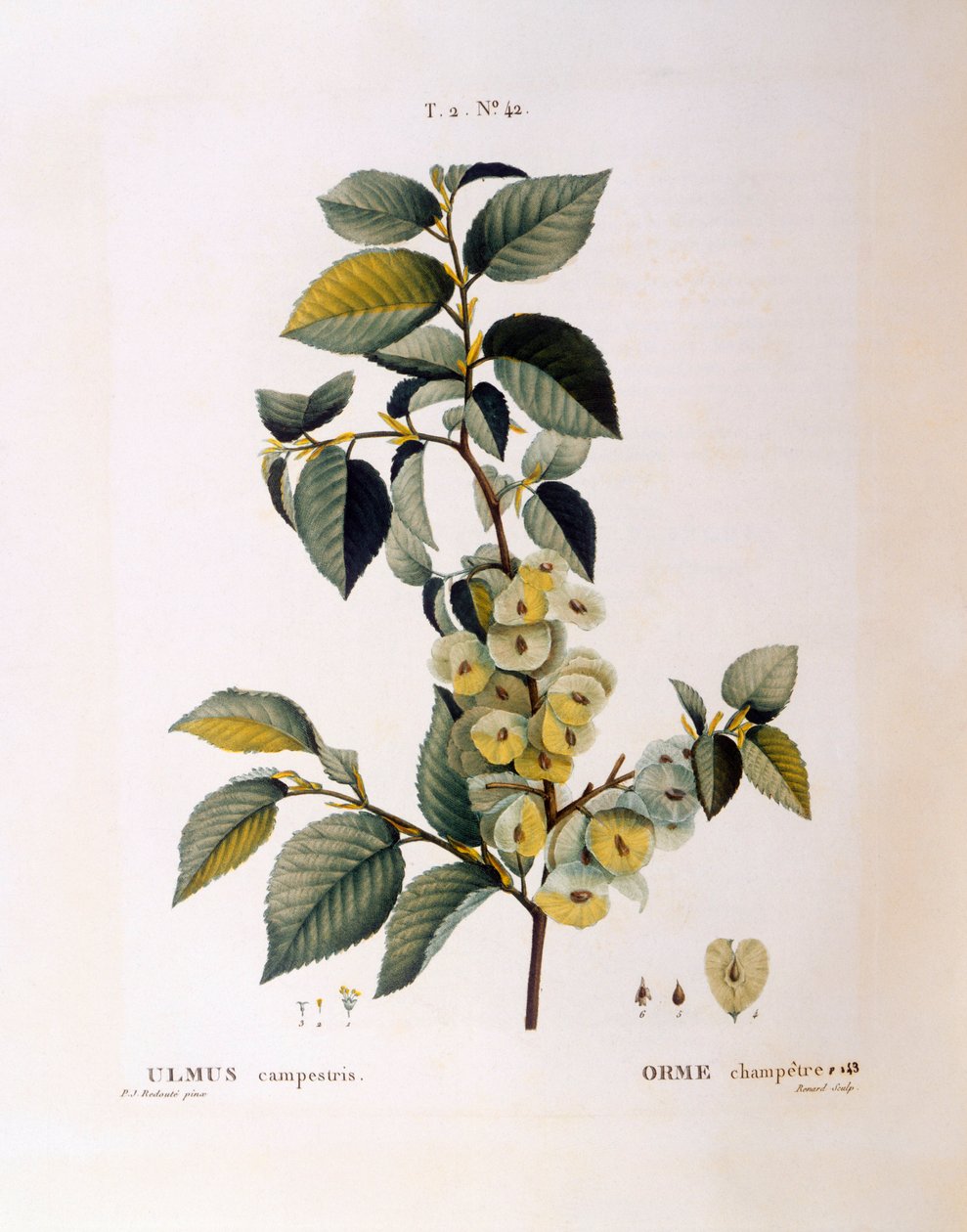 田野榆树（Ulmus campestris或minor），亨利-路易斯-杜哈梅尔-杜蒙索，皮埃尔-约瑟夫-雷杜特的植物图版 作者 皮埃尔·约瑟夫·雷杜特