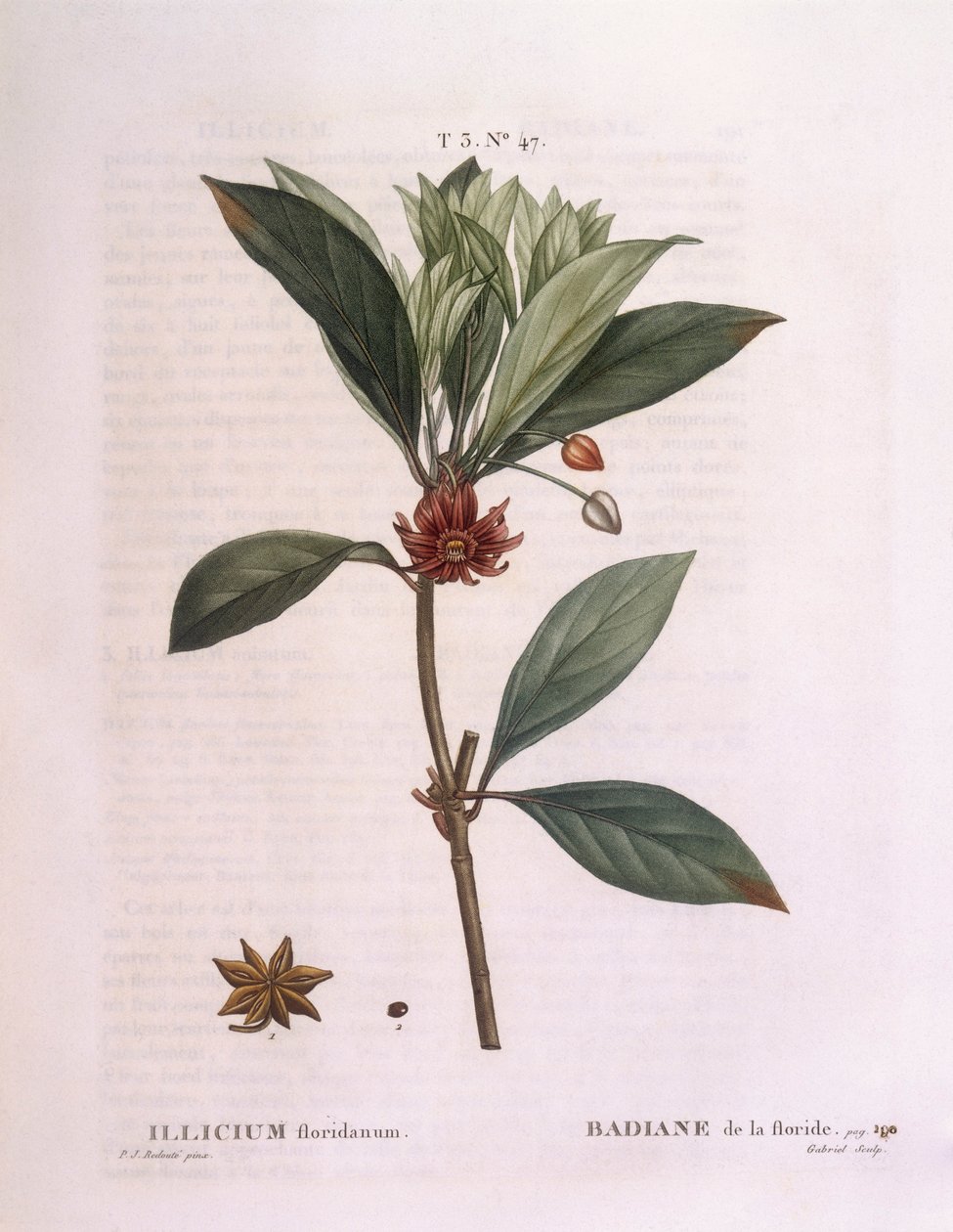 佛罗里达八角树（Illicium floridanum），亨利-路易斯-杜哈梅尔-杜蒙索，皮埃尔-约瑟夫-雷杜特的植物图版 作者 皮埃尔·约瑟夫·雷杜特