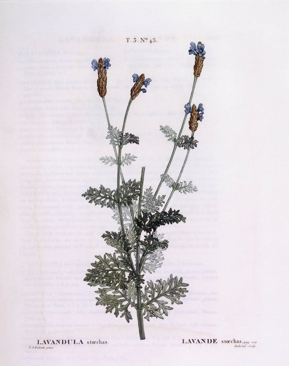 法国薰衣草（Lavandula stoechas），Henry Louis Duhamel du Monceau，Pierre Joseph Redouté的植物版画。 作者 皮埃尔·约瑟夫·雷杜特