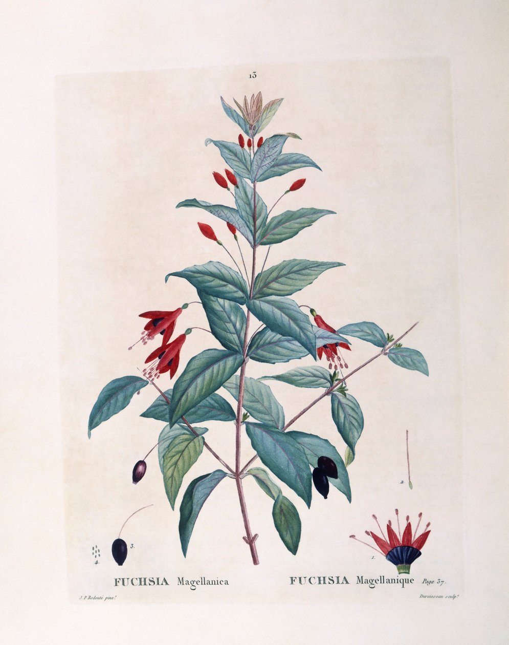 紫薇（Fuchsia magellanica），亨利-路易斯-杜哈梅尔-杜蒙索，皮埃尔-约瑟夫-雷杜特的植物版画作品 作者 皮埃尔·约瑟夫·雷杜特