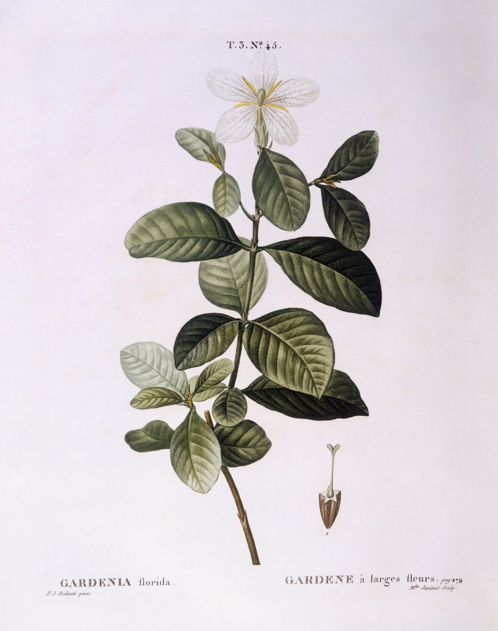 栀子花（Gardenia florida），Henry Louis Duhamel du Monceau，Pierre Joseph Redouté的植物图版。 作者 皮埃尔·约瑟夫·雷杜特