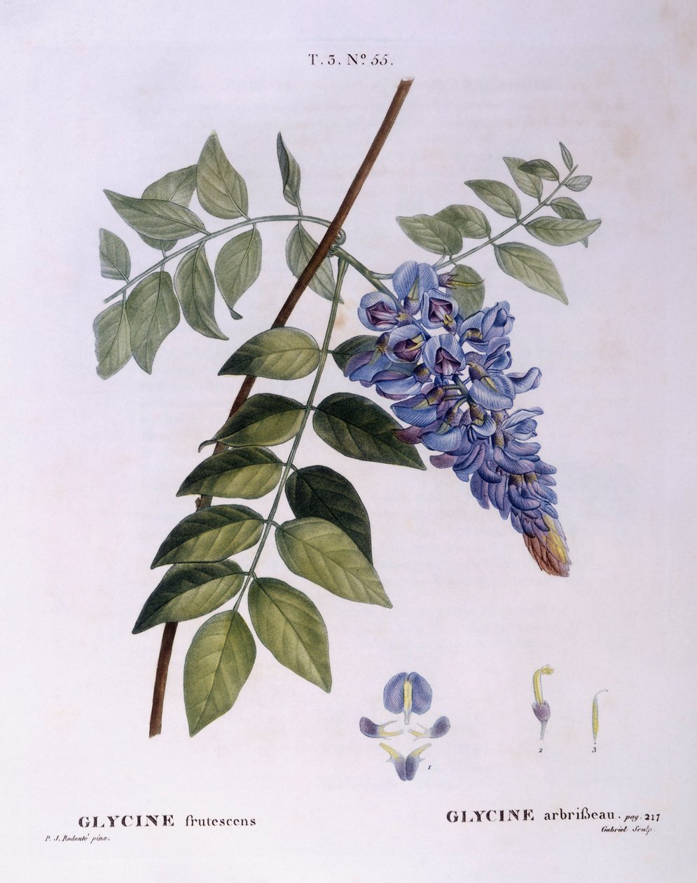 甘氨酸（Glycine frutescens），亨利-路易斯-杜哈梅尔-杜蒙索，皮埃尔-约瑟夫-雷杜特的植物图版 作者 皮埃尔·约瑟夫·雷杜特