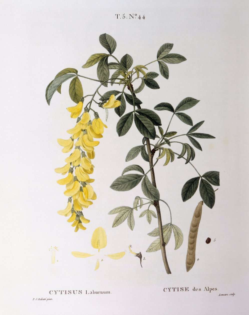 金链（Cytisus laburnum），亨利-路易斯-杜哈梅尔-杜蒙索，皮埃尔-约瑟夫-雷杜特的植物图版 作者 皮埃尔·约瑟夫·雷杜特