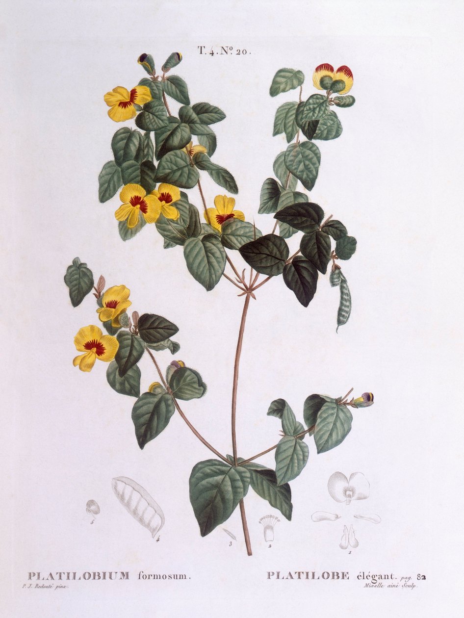 英俊的扁豆（Platylobium formosum），亨利-路易斯-杜哈梅尔-杜蒙索，皮埃尔-约瑟夫-雷杜特的植物图版 作者 皮埃尔·约瑟夫·雷杜特