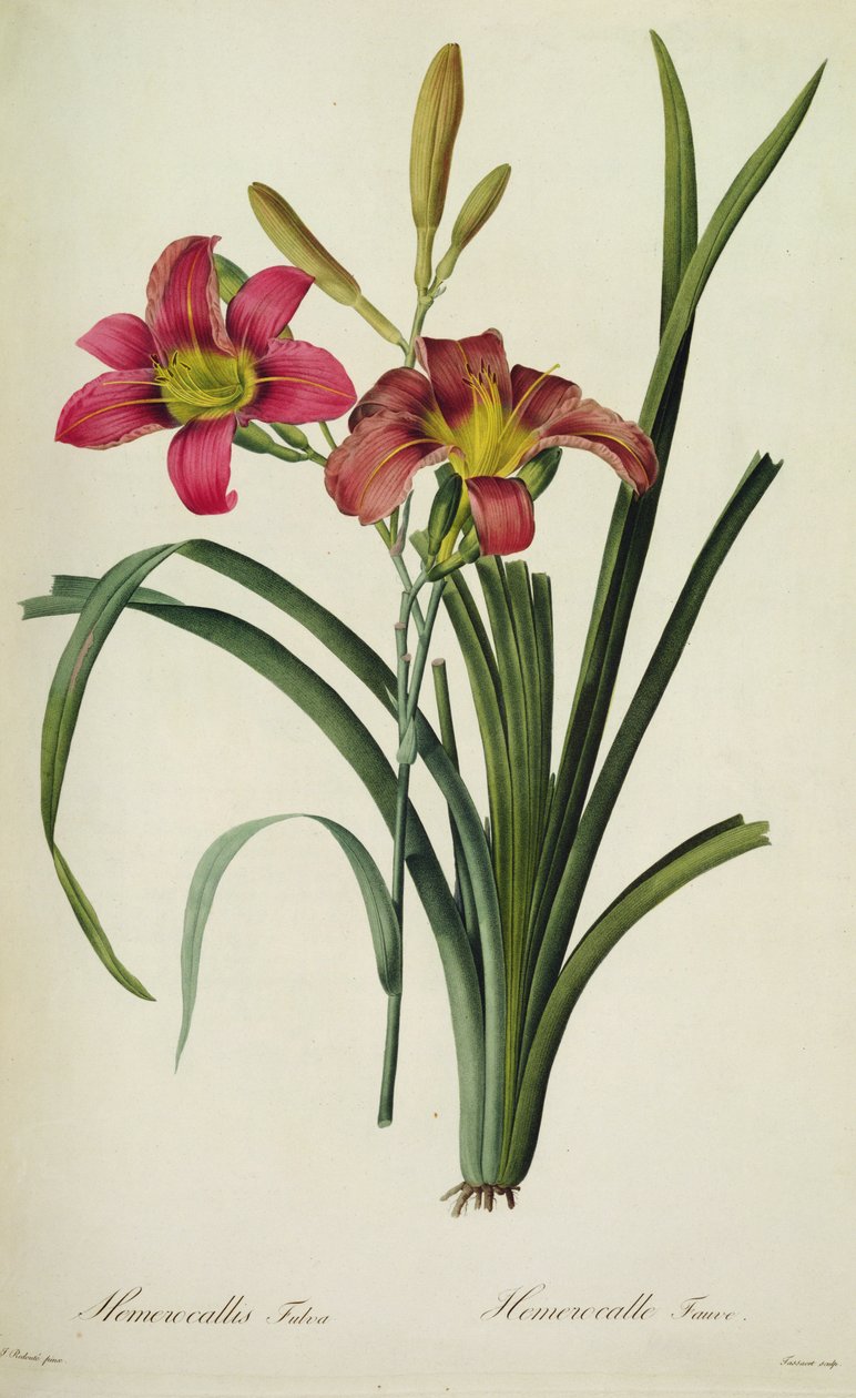 百合花（Hemerocallis fulva），来自 "Les Liliacees"。 作者 皮埃尔·约瑟夫·雷杜特