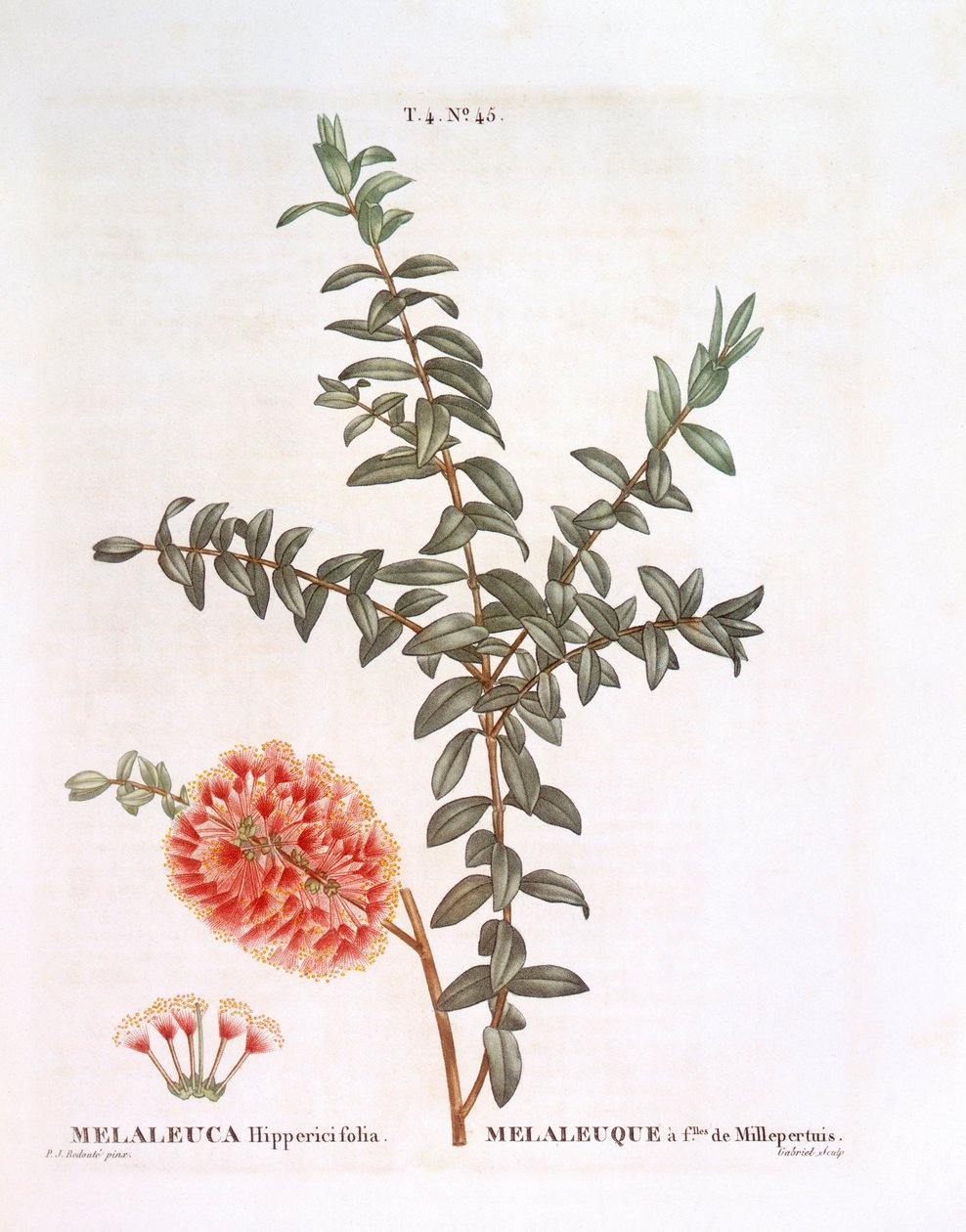 丘陵灌木（Melaleuca hypericifolia），亨利-路易斯-杜哈梅尔-杜蒙索，皮埃尔-约瑟夫-雷杜特的植物版画作品。 作者 皮埃尔·约瑟夫·雷杜特