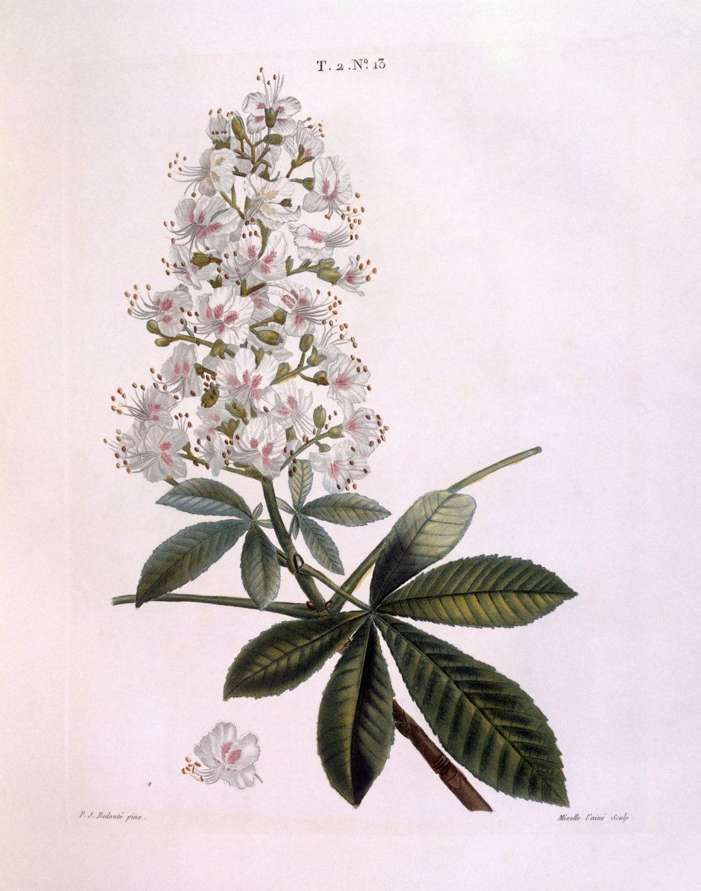 七叶树或康克树（Aesculus hippocastanum），亨利-路易斯-杜哈梅尔-杜蒙索，皮埃尔-约瑟夫-雷杜特的植物图版 作者 皮埃尔·约瑟夫·雷杜特