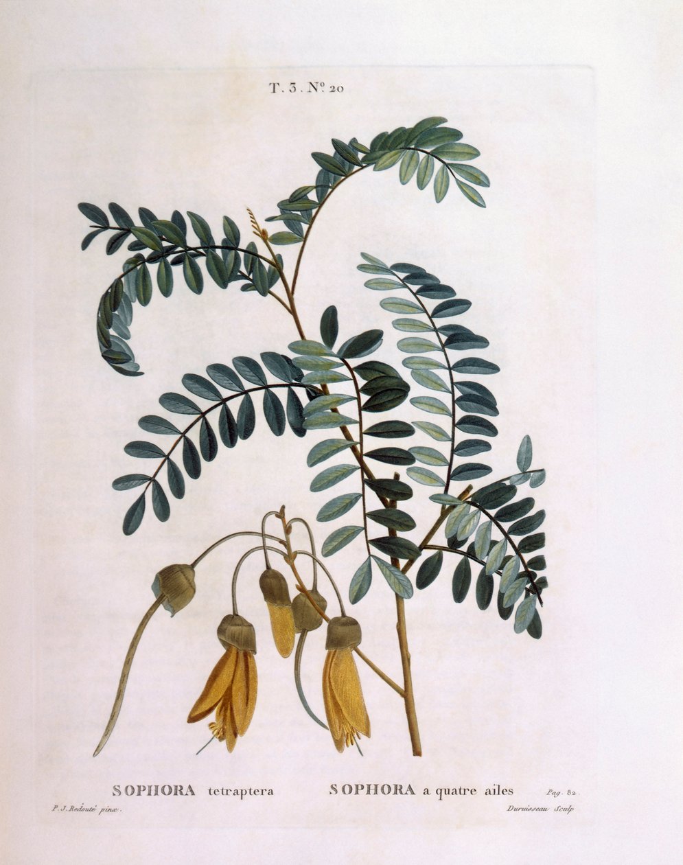 Kowhai（Sophora tetraptera或Edwardsia grandiflora），Henry Louis Duhamel du Monceau，Pierre Joseph Redouté的植物板。 作者 皮埃尔·约瑟夫·雷杜特